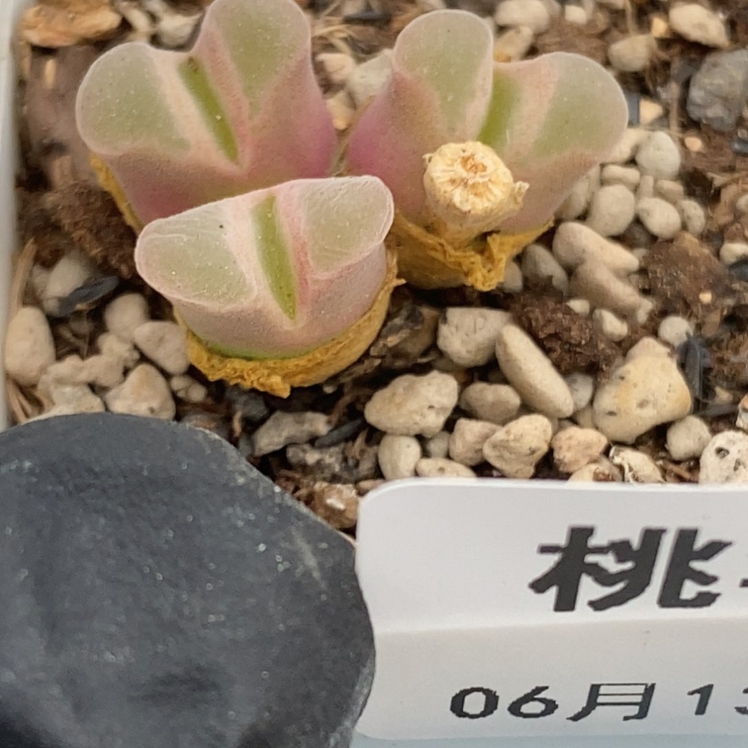 桃喜花园0613-61风铃