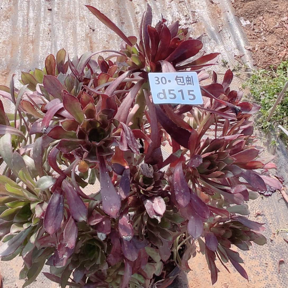 515黑法多肉法师