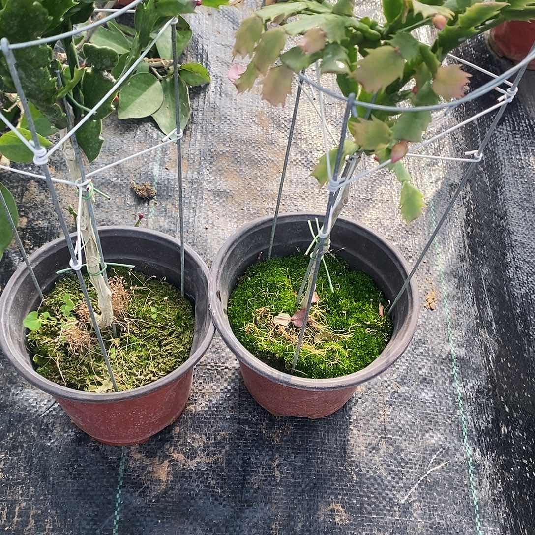 用***1完全开放福利款单层