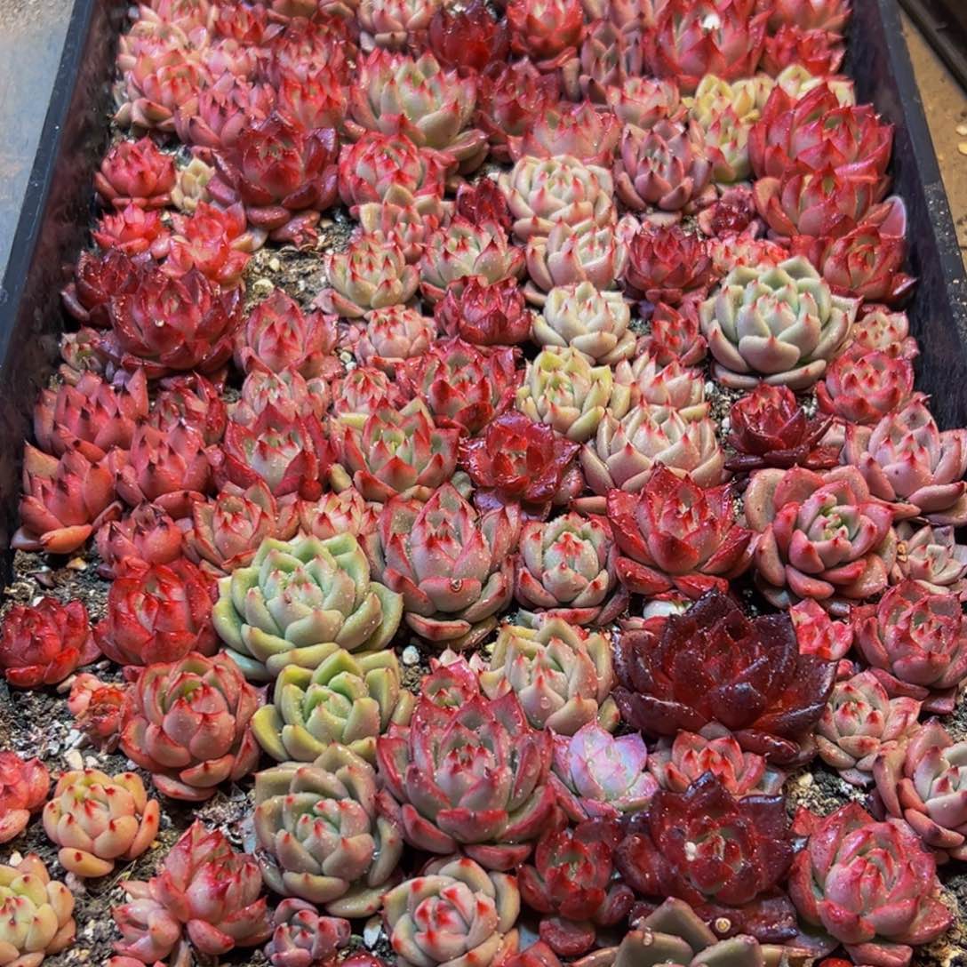 070多肉葡萄的价格是