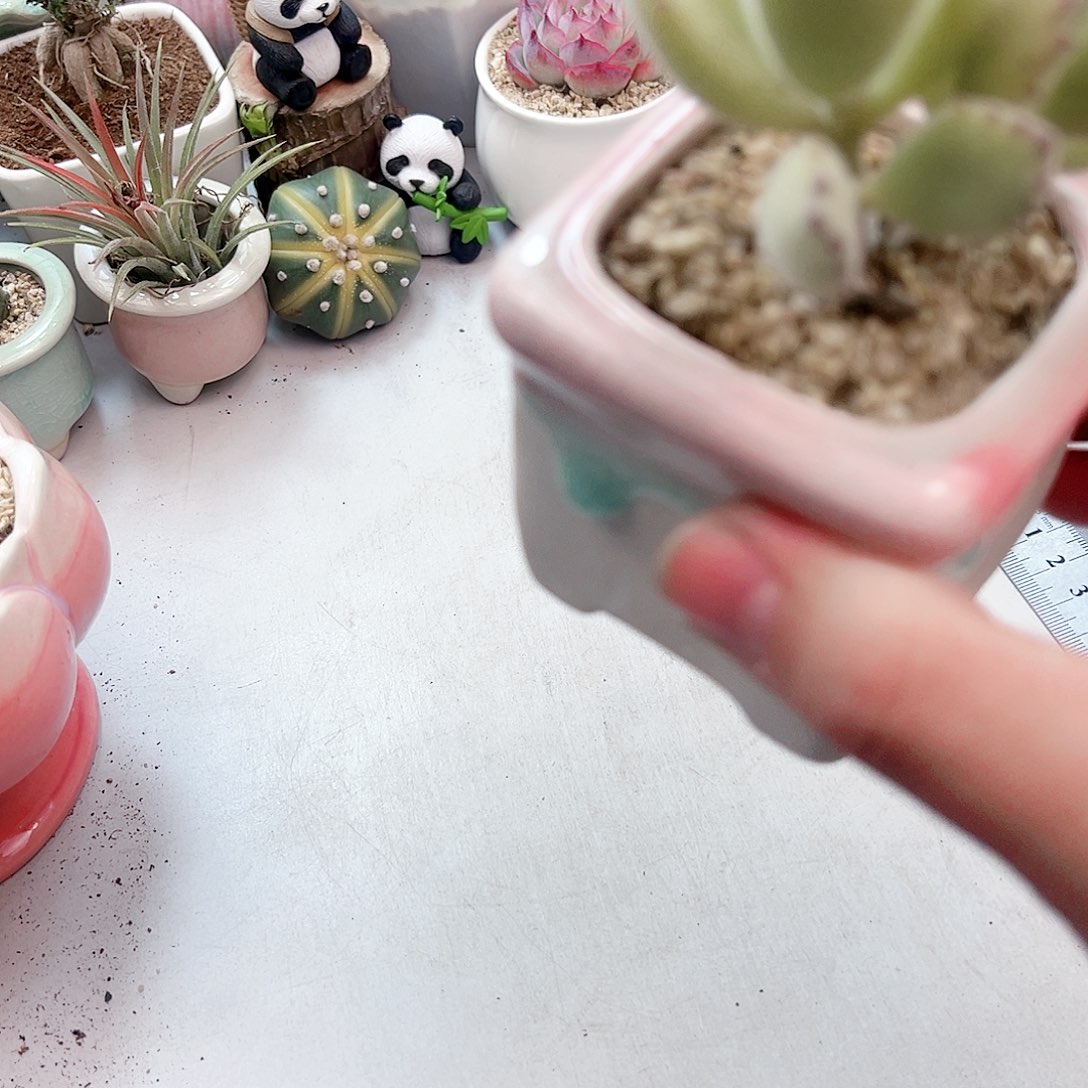 果冻黄熊多肉植物
