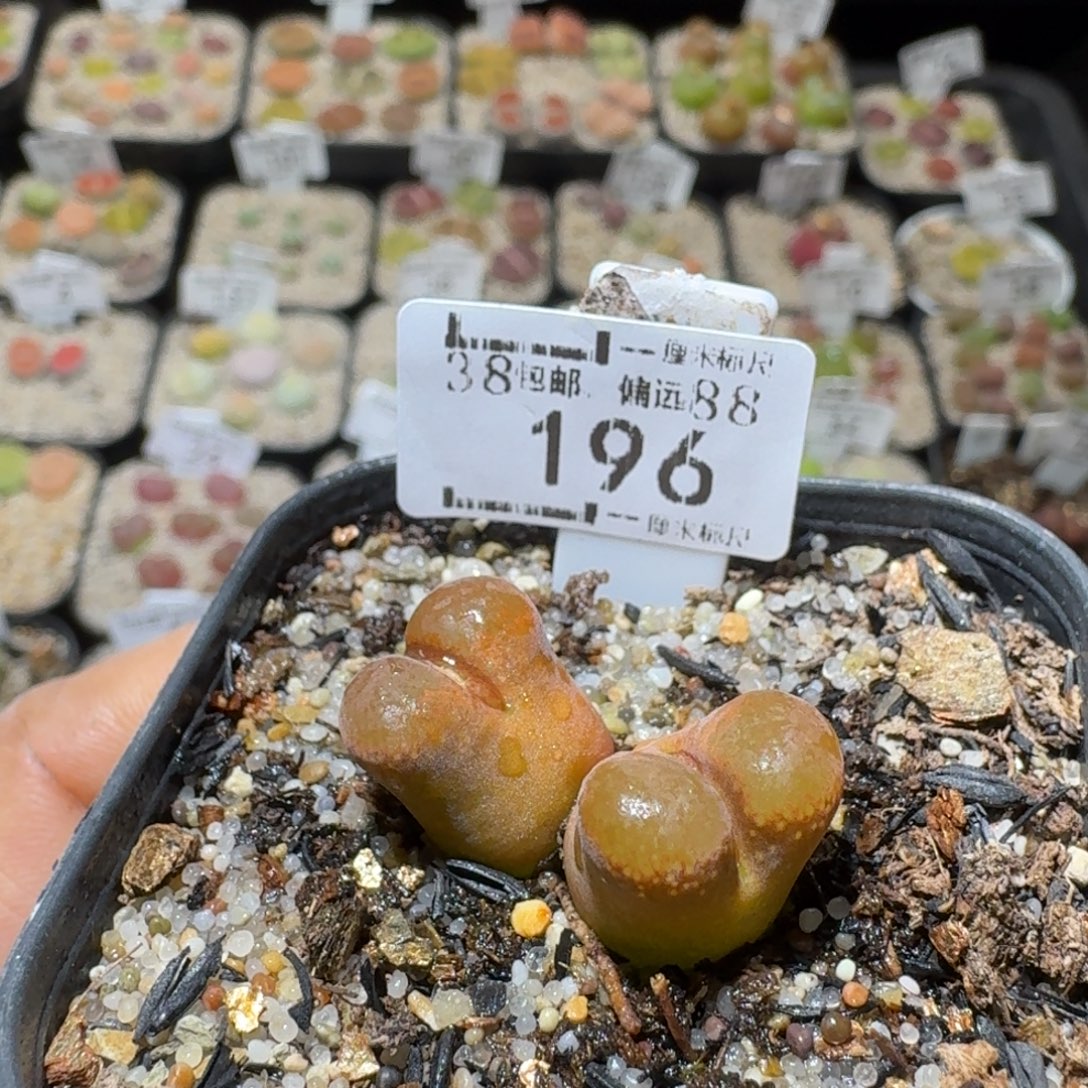 Sss便宜清货啦196