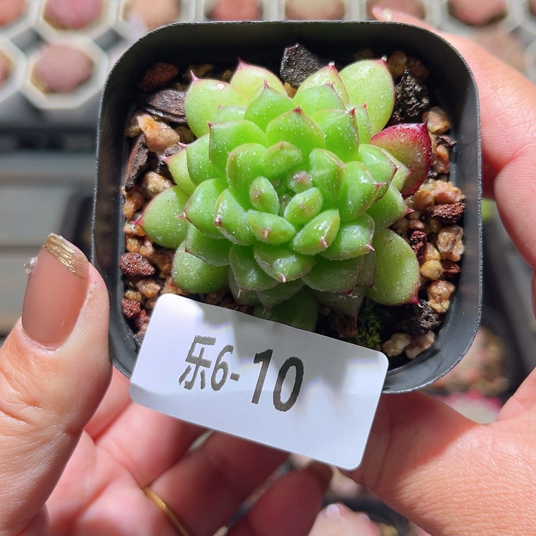 乐6-10 绿水鬼单头