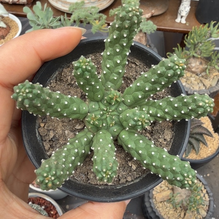 实生九头龙（满28包邮）