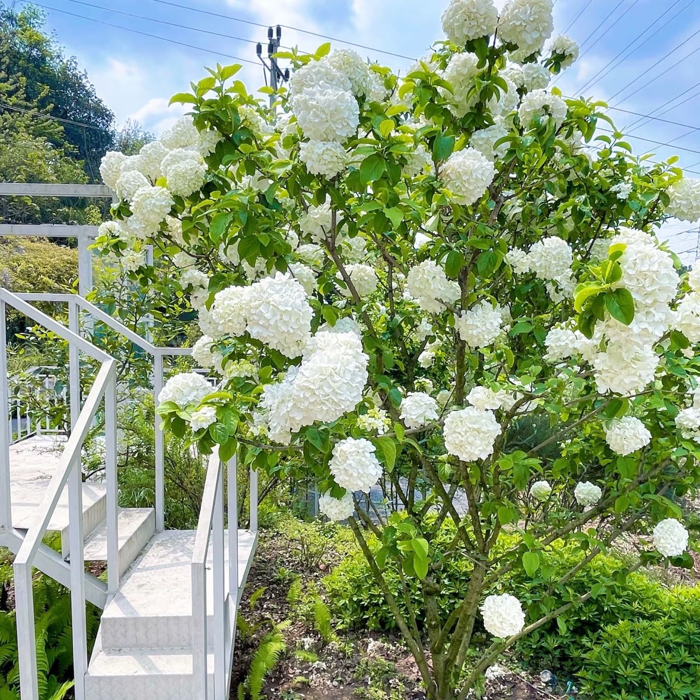 中华木绣球花园风景树斗球包对版大花正宗南北方室外园林绿化耐寒