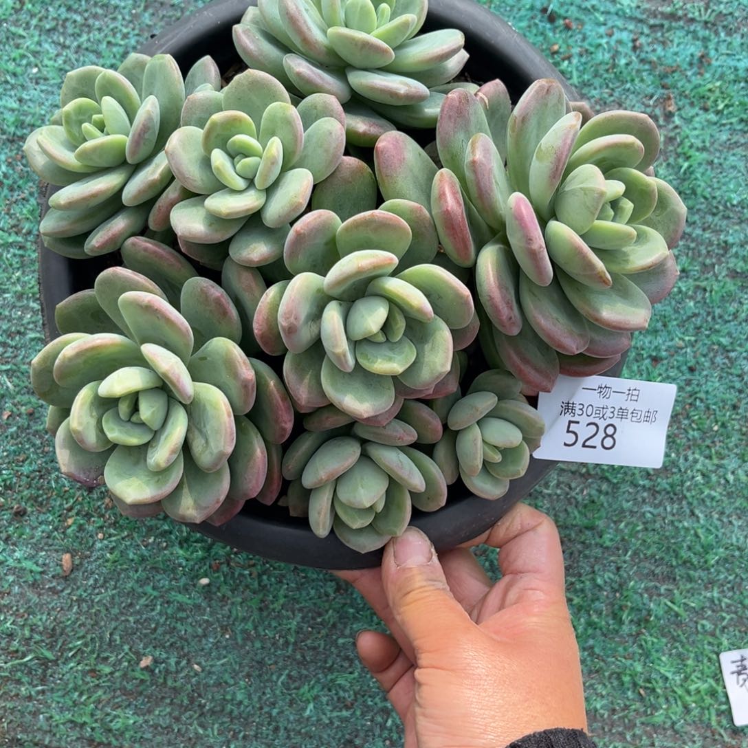 青***茶528拉萨群多肉植物，