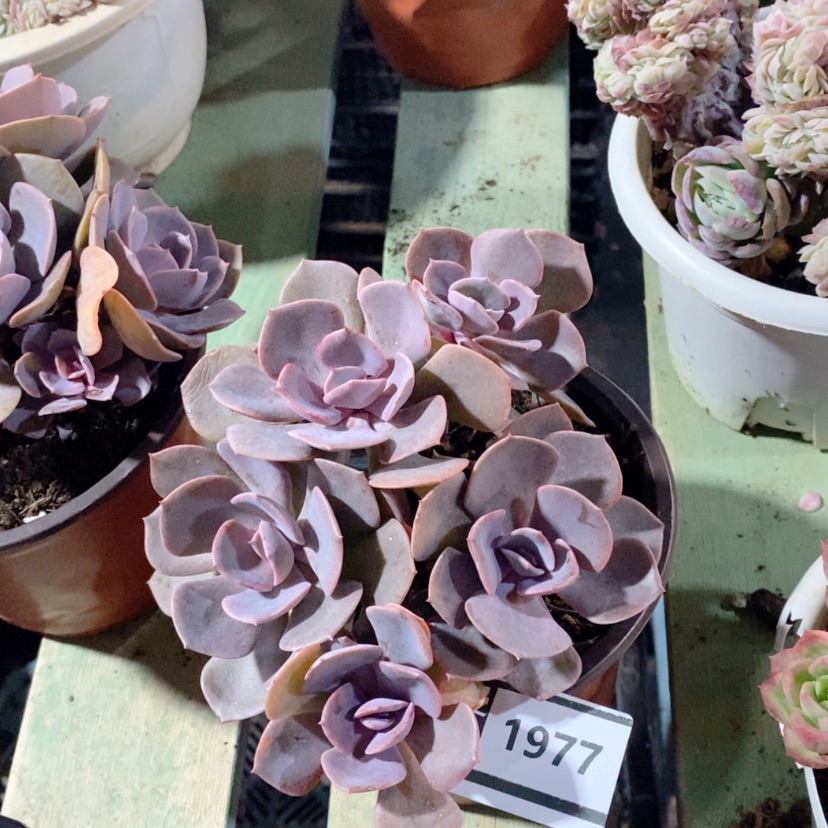 【闪购商品】尘埃玫瑰1977