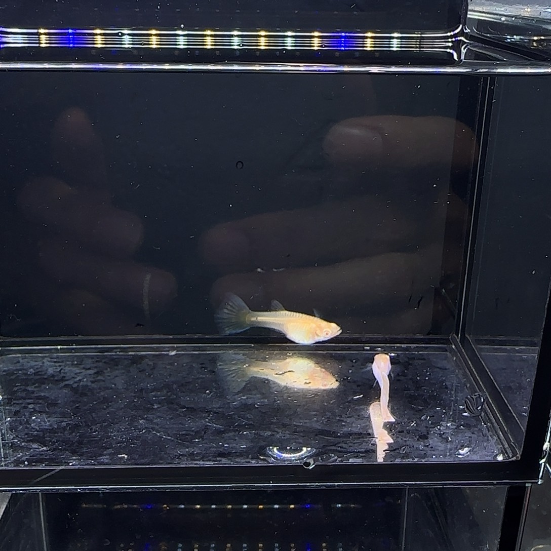 孔雀鱼极光幻彩一对剪尾