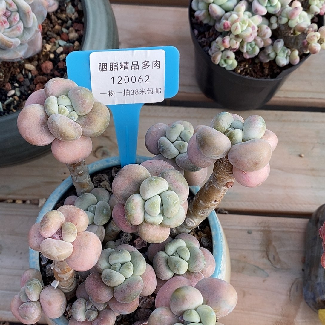 120062个旅途烤鱼我哦哦