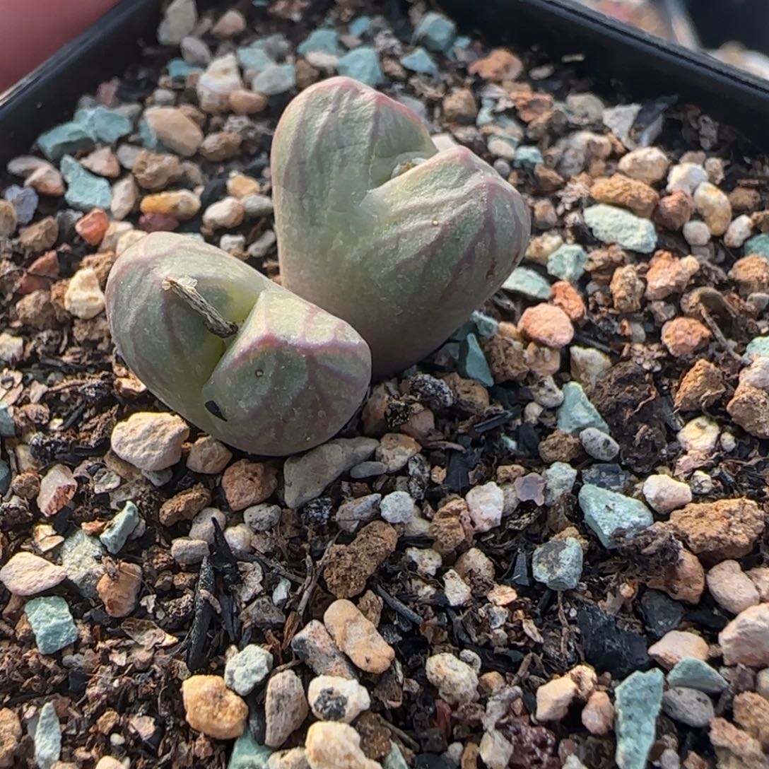 多肉送奶工母本漏17号