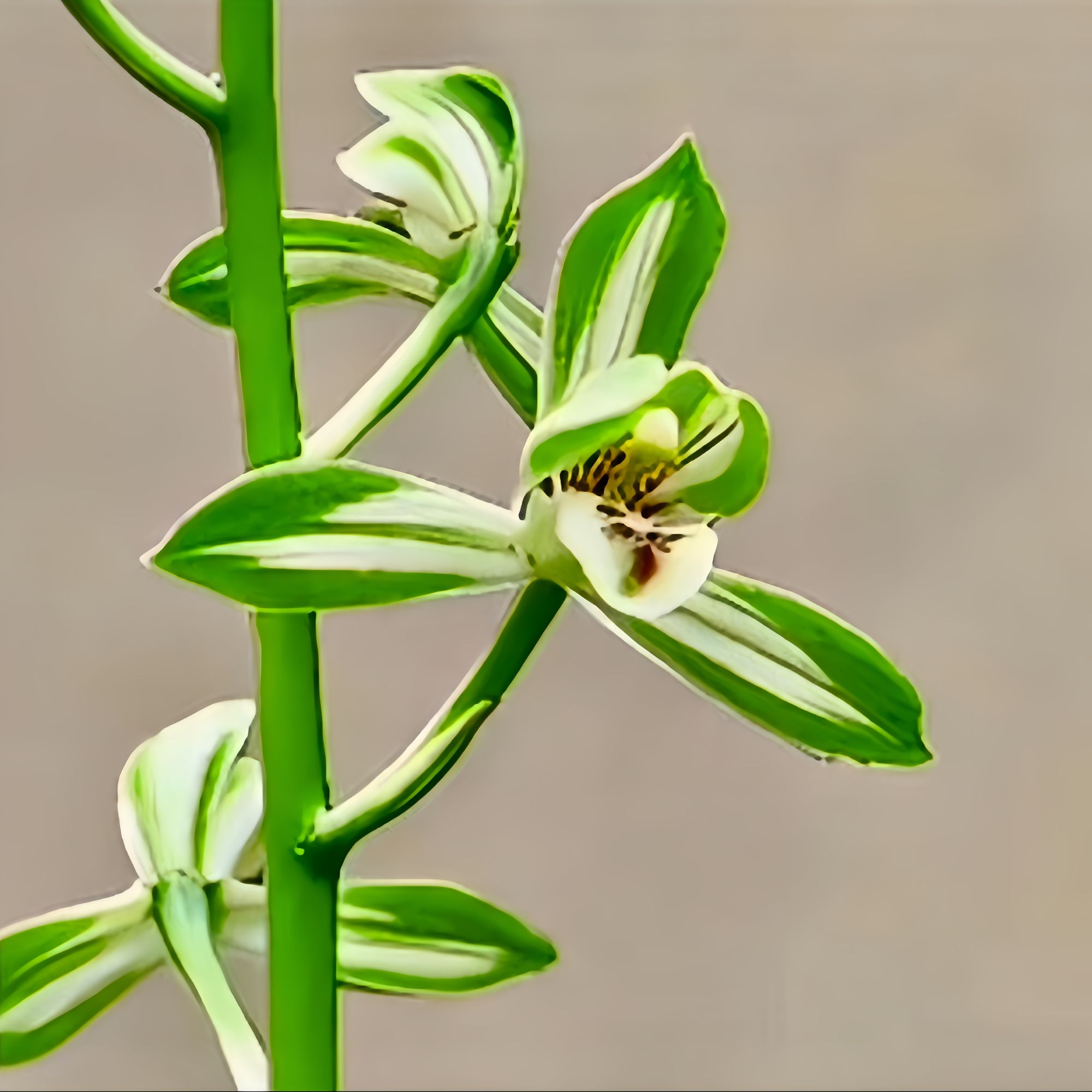 【蕙兰中透艺】高端铭品 旭槿兰花高山种植无温室不加温阳台养兰