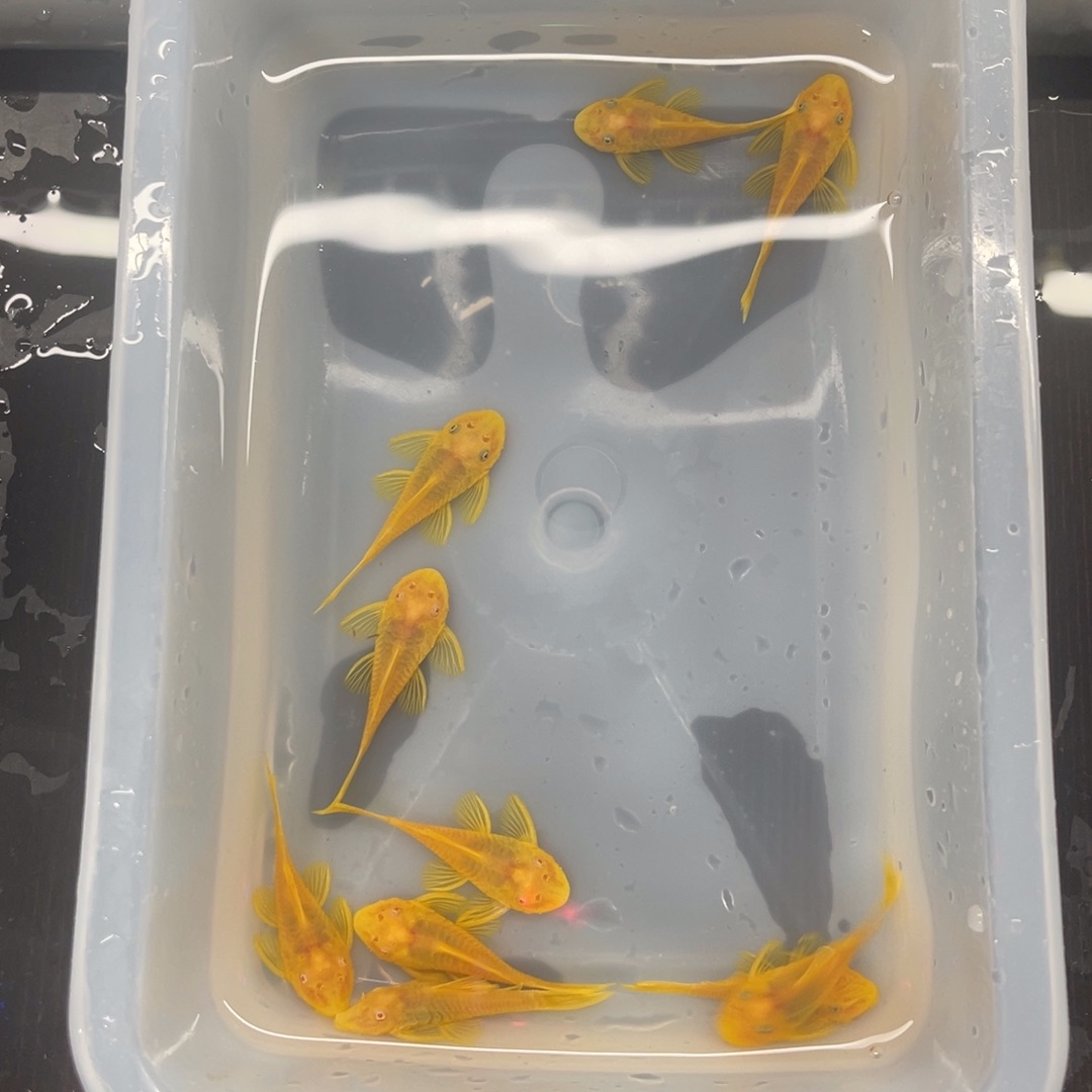 清道夫鱼中号胡子10条开箱视频报损