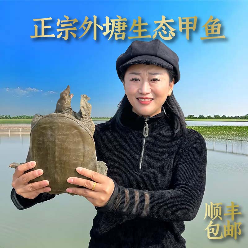 【直播间现挑现卖】鲜活生态甲鱼洪泽湖野养老鳖正宗外塘原产地直发
