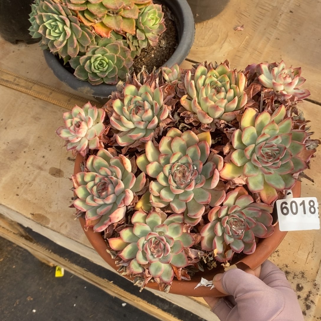 6018荷花群一物一拍