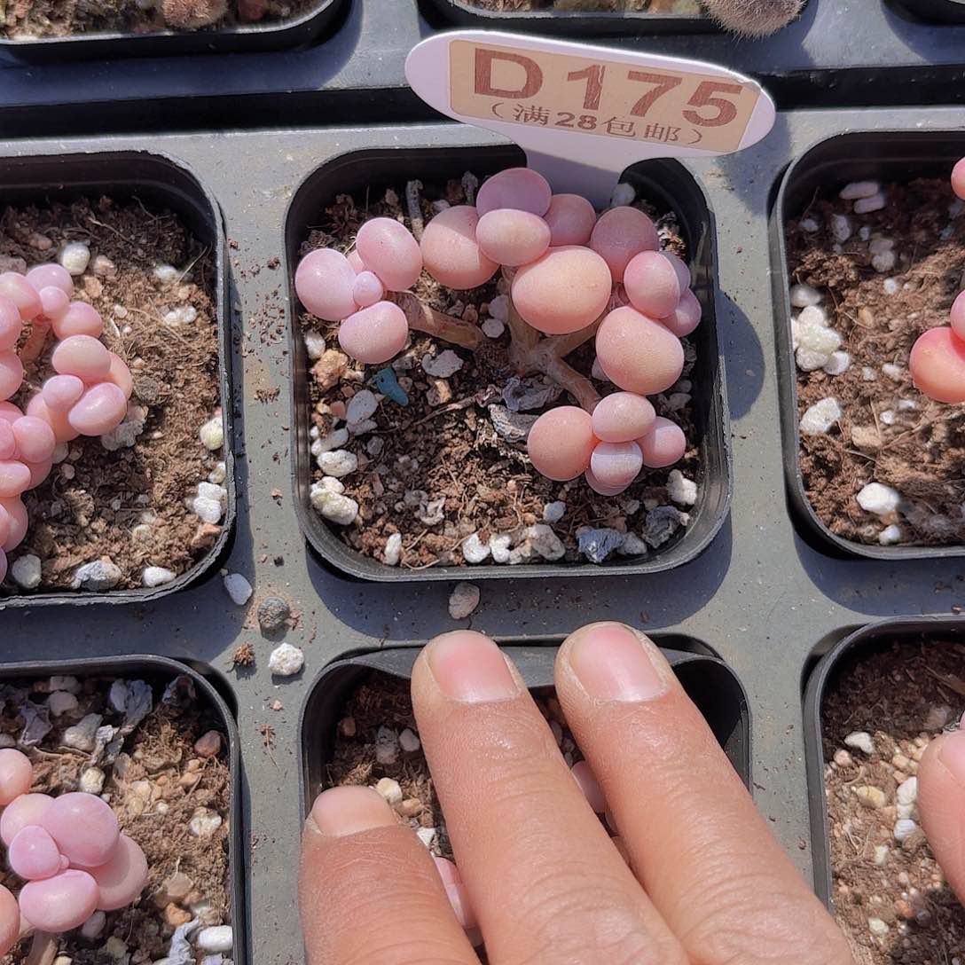 D175丸叶糖果一物一拍