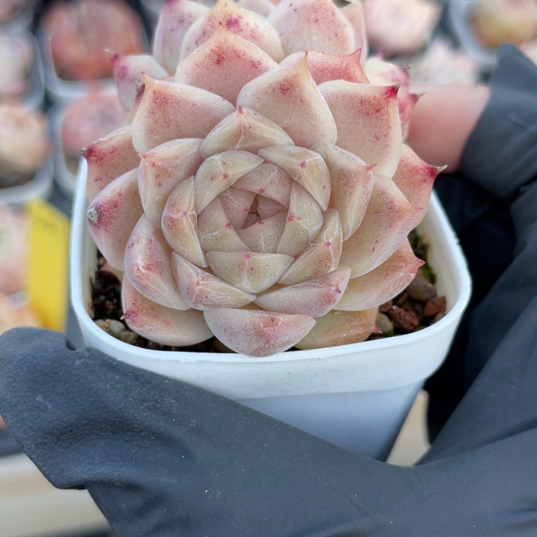 Z2693精品麦杆双头