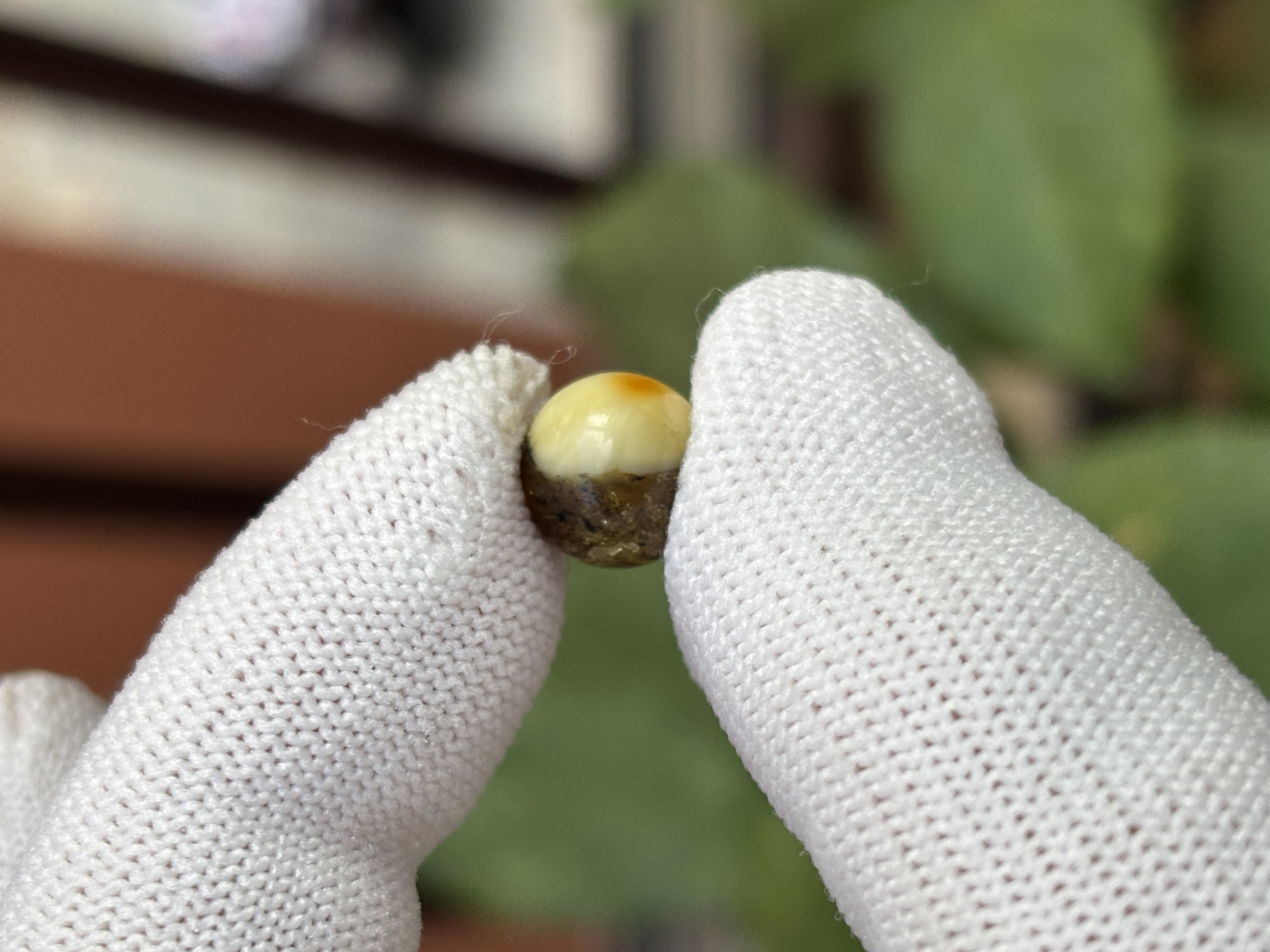 5348天然蜜蜡琥珀微瑕圆珠9.9mm