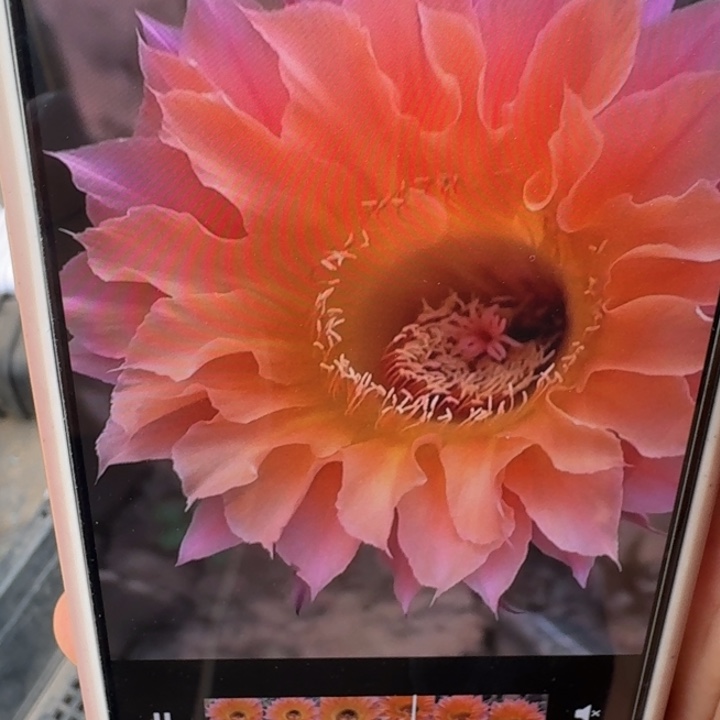 216彩草1147歪4公分左右无根侧牙，20包邮