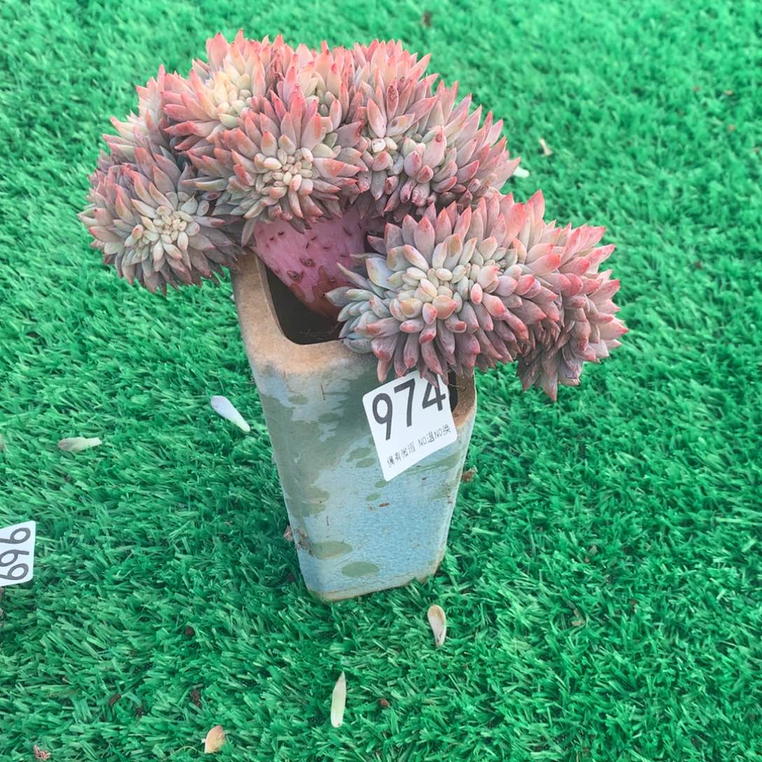 974橙子1111111111111