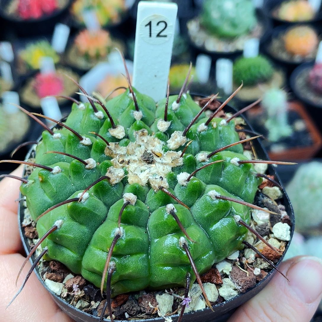 春秋之狐非偏远地区满25包邮仙人球