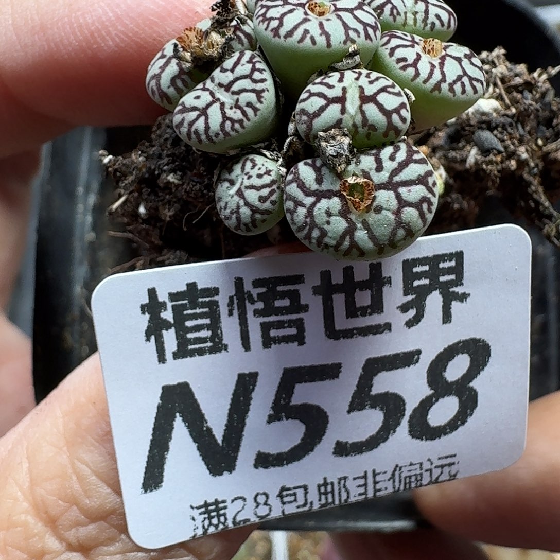 多肉植物的润泽地fhj