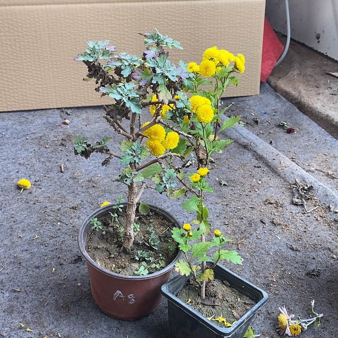 r***完全开放盆景菊花