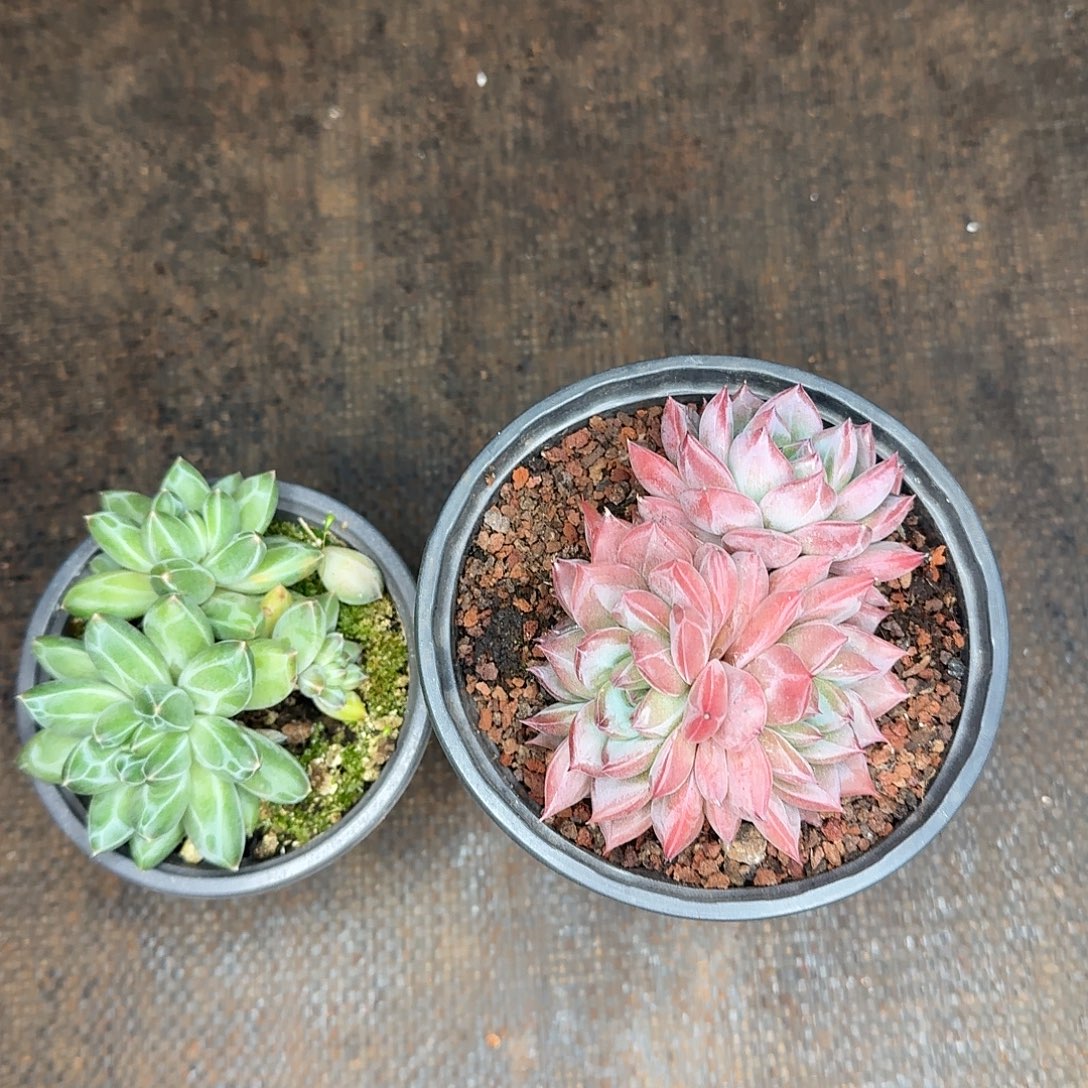 美肉两颗福利炸炸炸