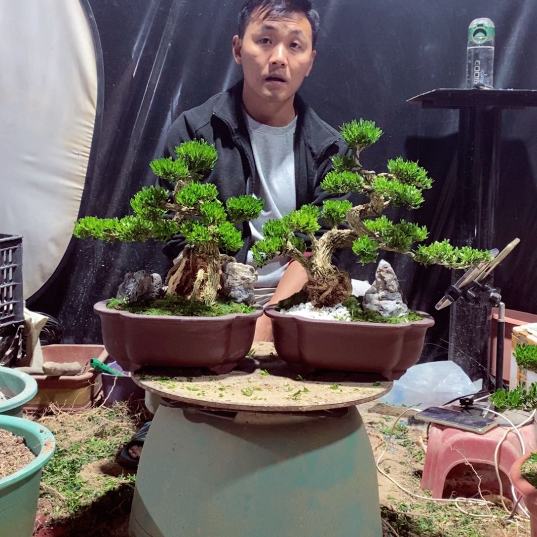 无花朵广东皱皮雀舌黄杨