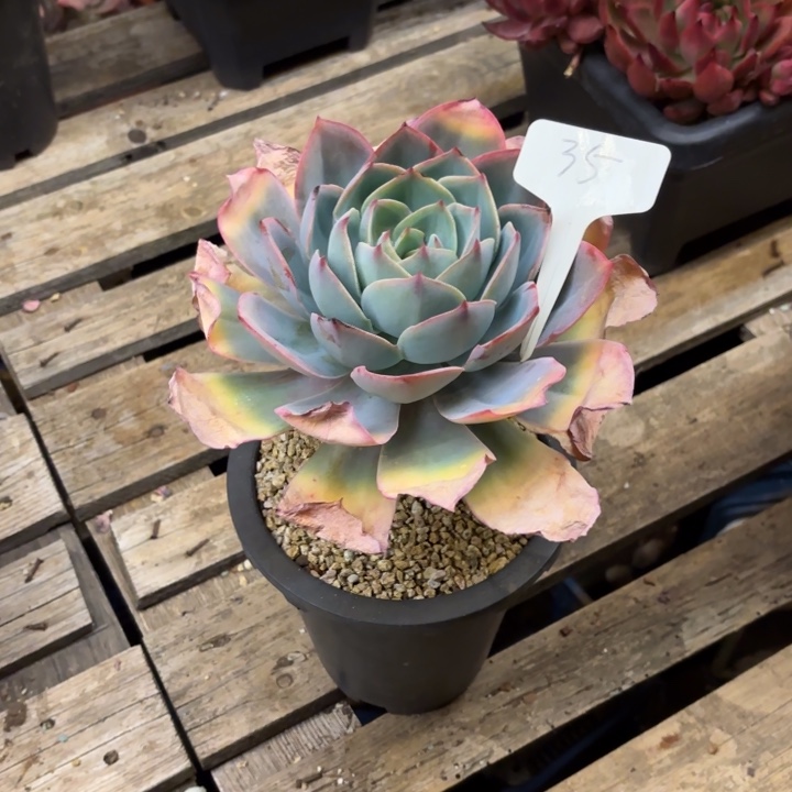 ۵***࿐多肉植物，肯尼迪35号