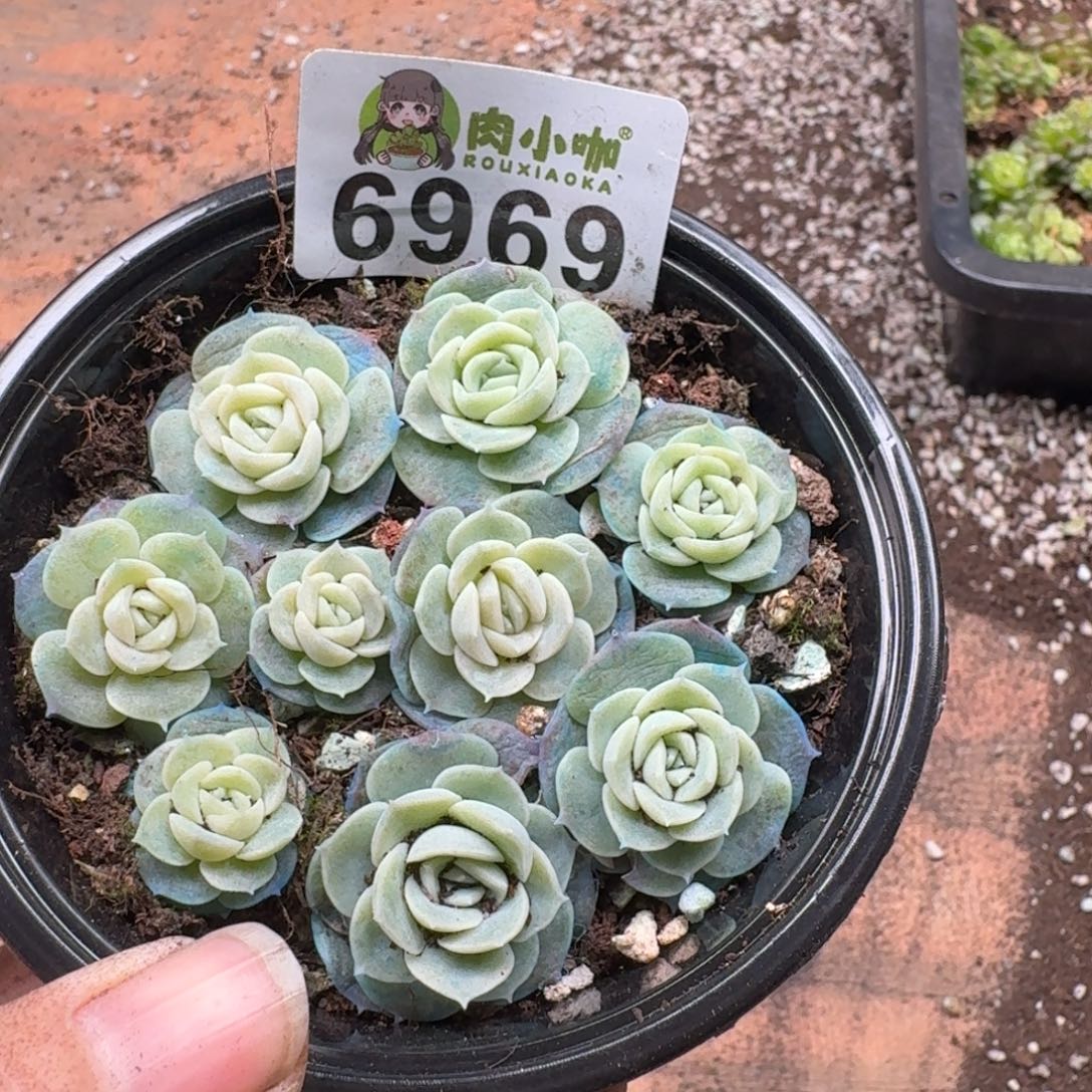 暖****多肉植物多肉植物