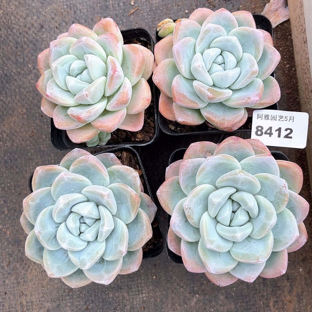 阿雅园艺。    冰玉单头4颗8413