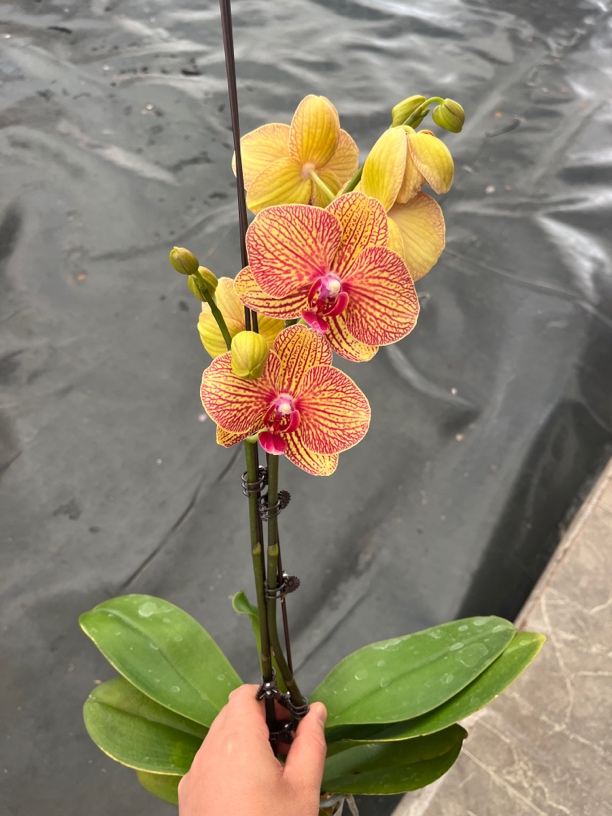 鲜花《黄金甲》蝴蝶兰云南源头基地直发