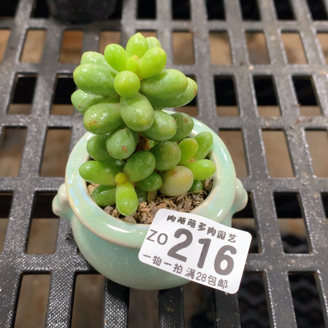 肉萌萌拇指盆精控多肉ZO216