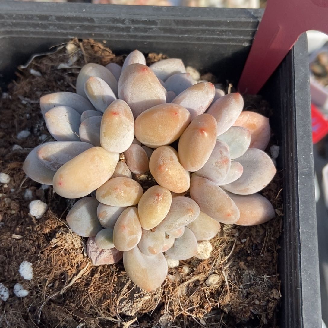 628香水多肉植物保护