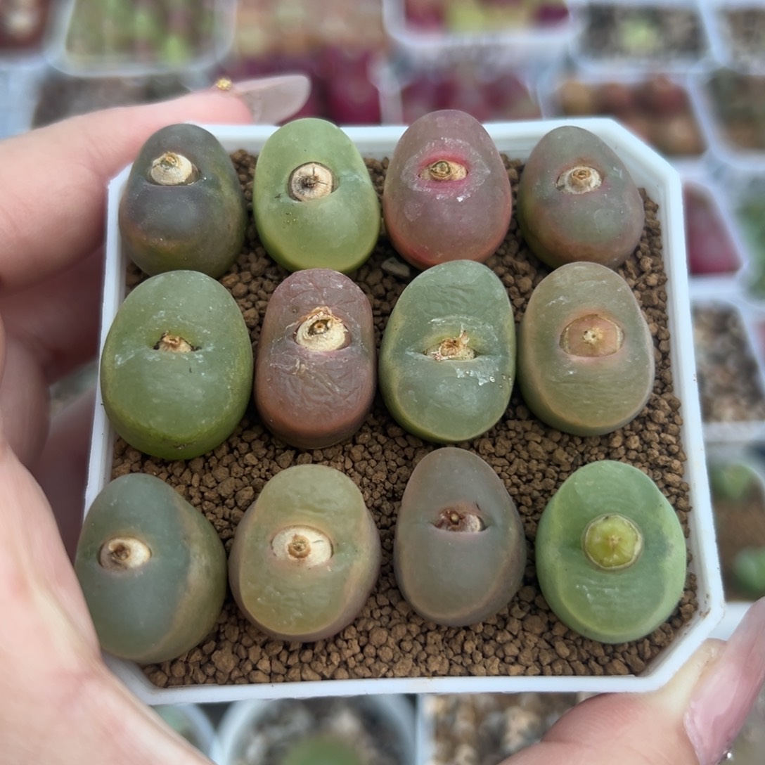 130欧泡一组裸根发货