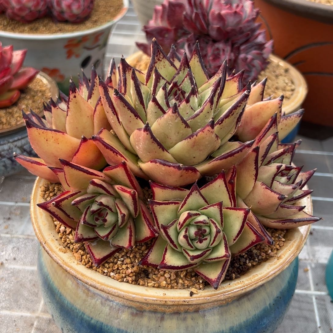 从前慢多肉精选编号0209.94