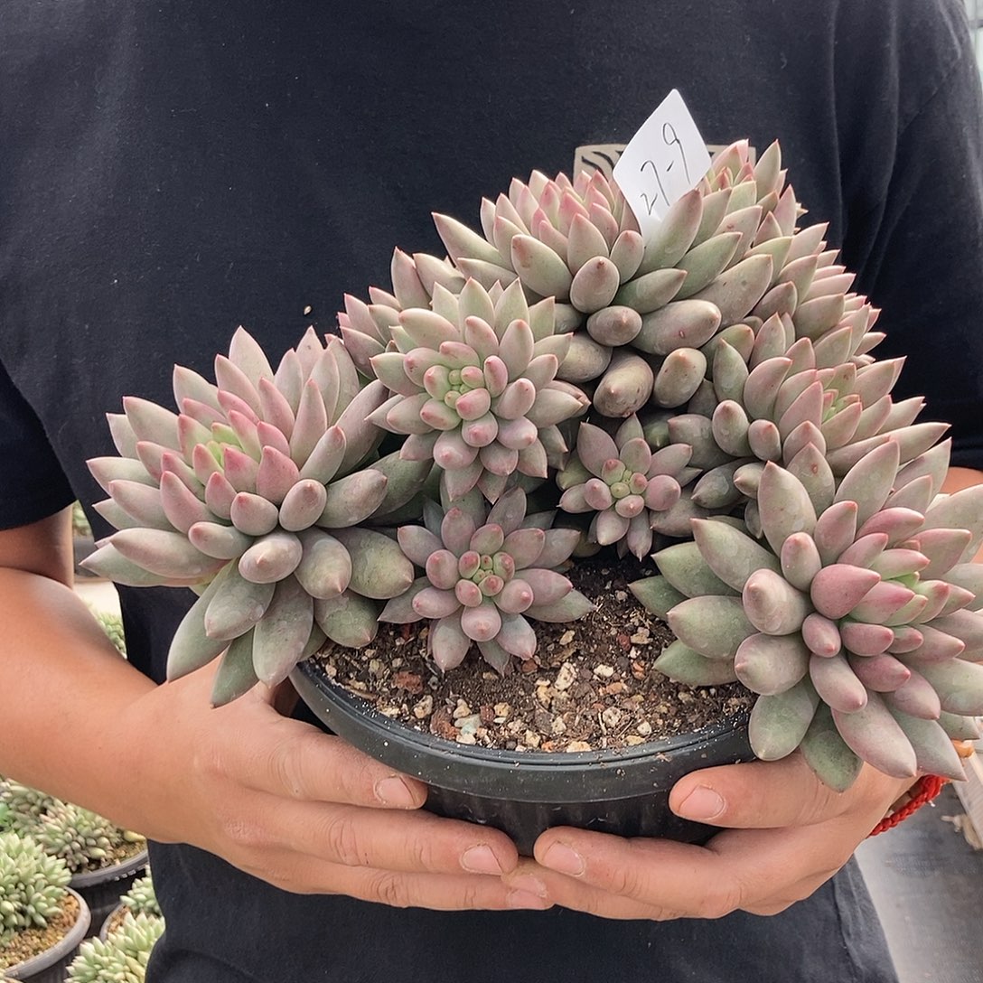 27-9二代鱼美人随机