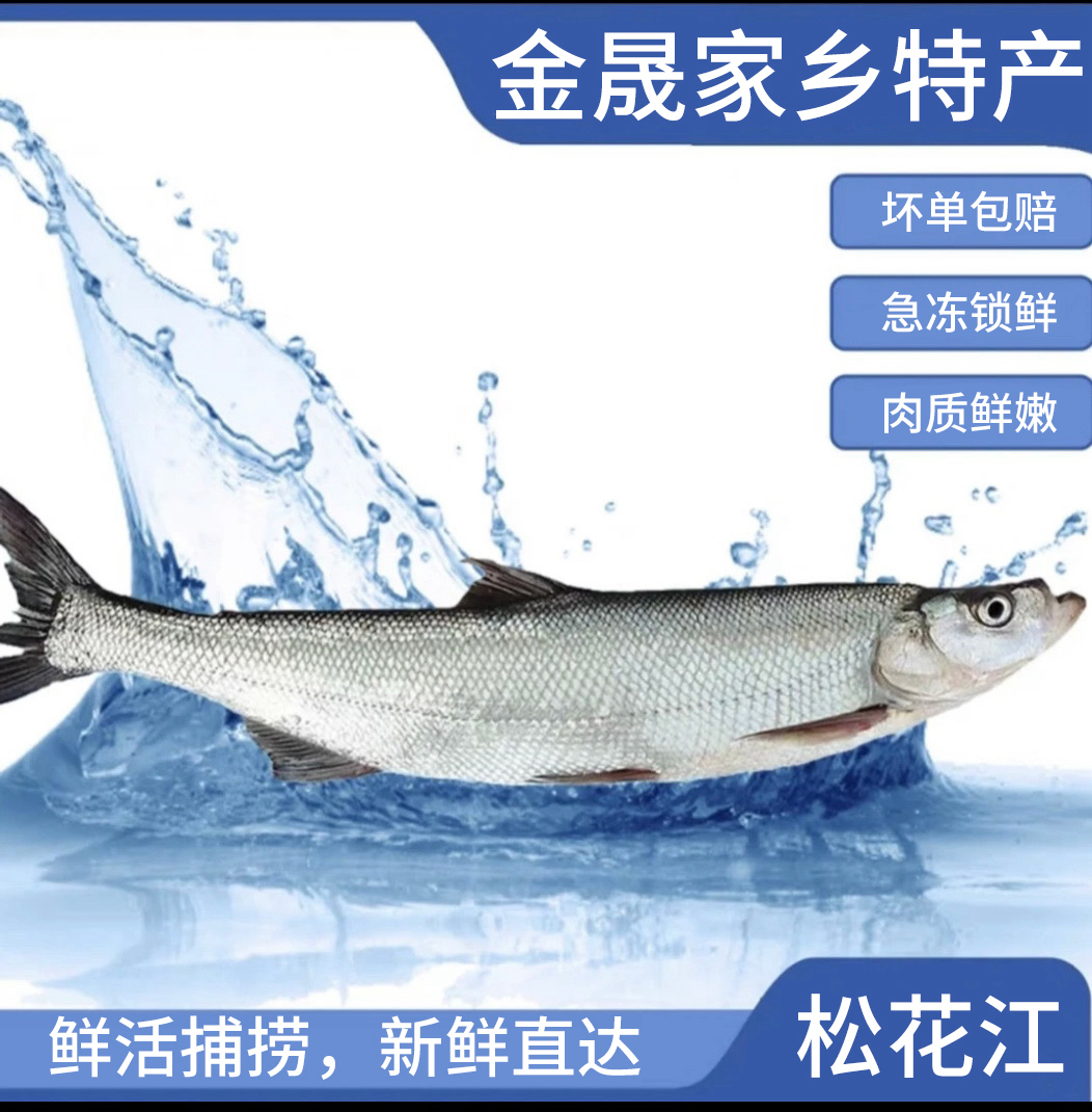 东北冷水米翘大白鱼（3斤—20斤单条）