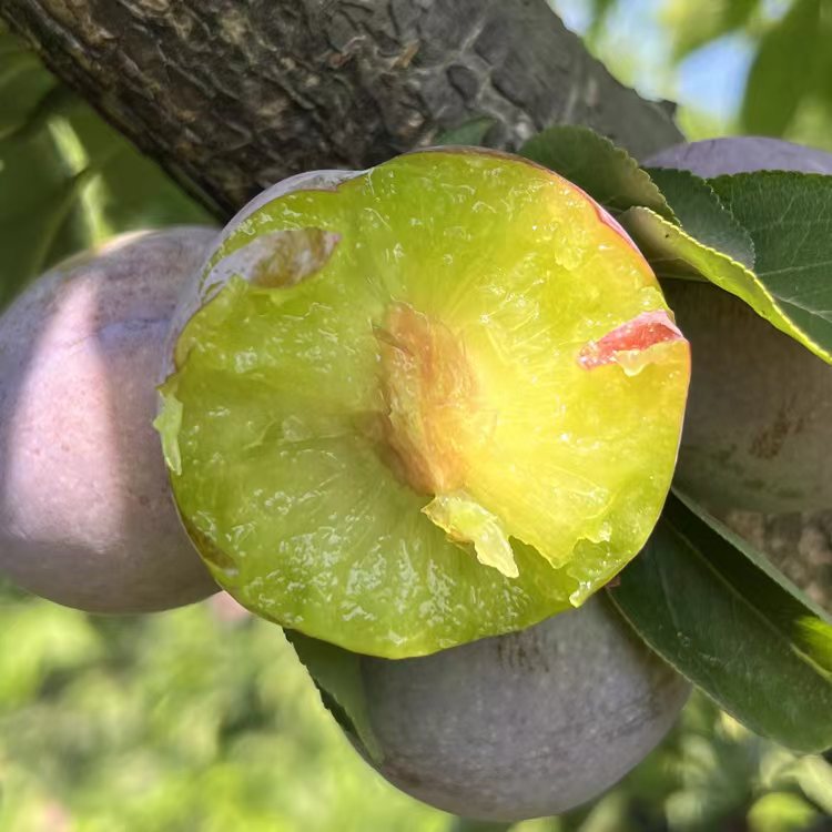 【现摘现发】正宗四川五月脆凤凰李新鲜现摘李子当季孕妇水果