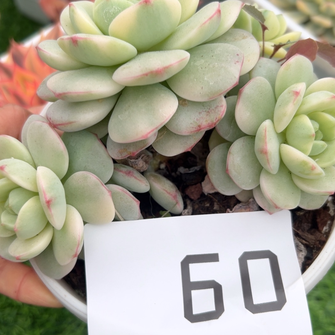 60、方法尺寸吃吃吃