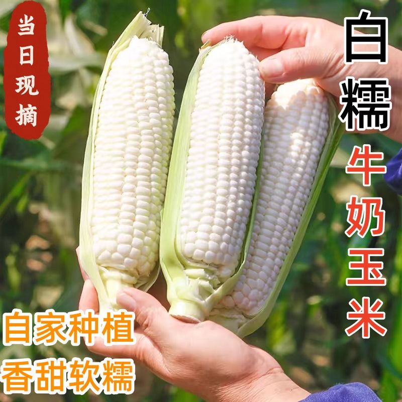 新鲜现摘甜糯玉米当季苞谷软糯香甜玉米棒子