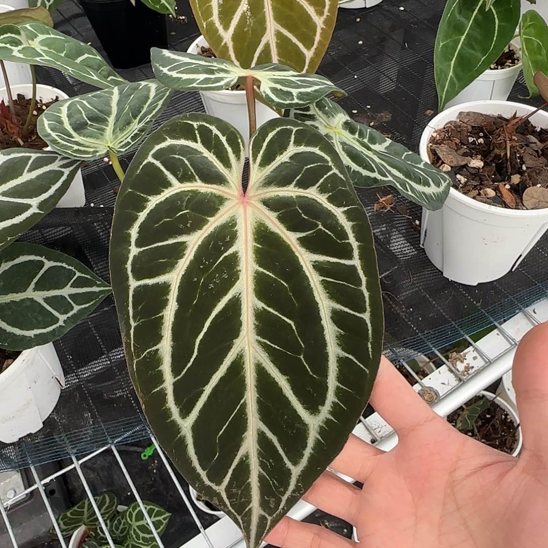不开花植物超绝红水晶撕