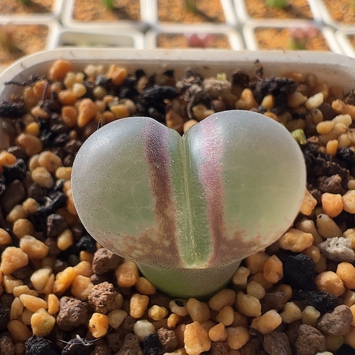 无花朵实生风铃玉17