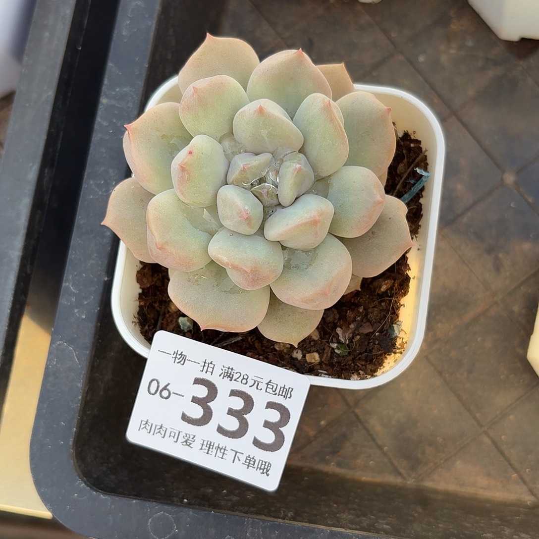 超奶无盆土发货无盆