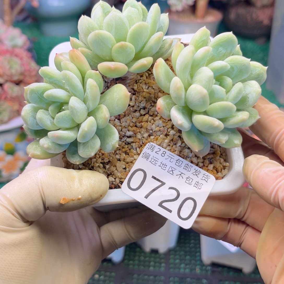 大0720，b z b x n c n n n