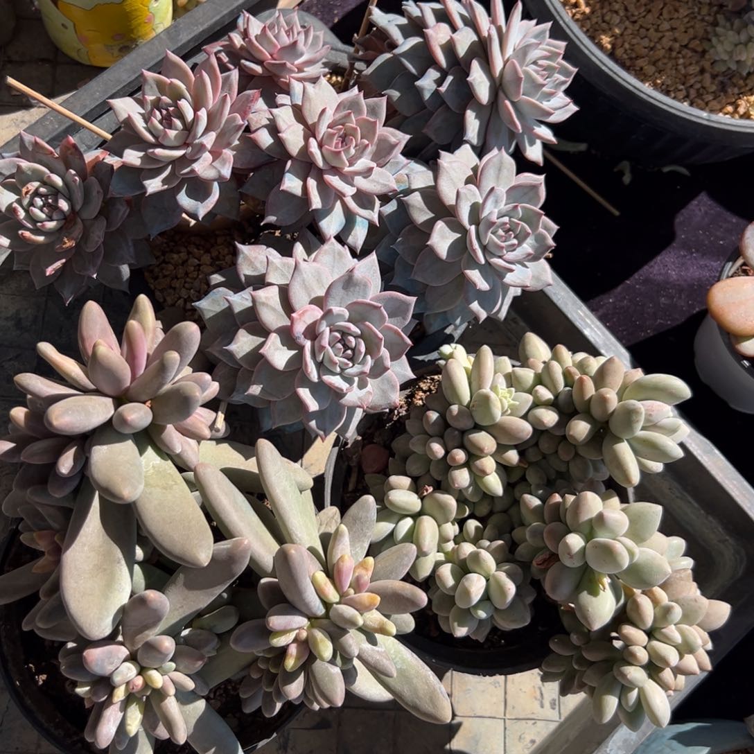 新年快乐 新年快乐