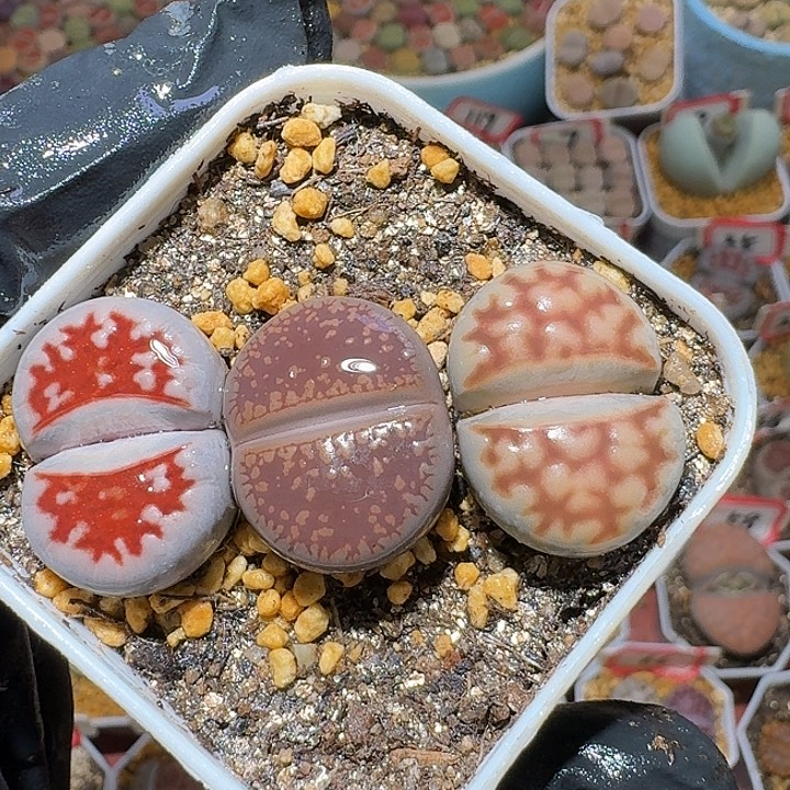 生石花3:：：。    391号