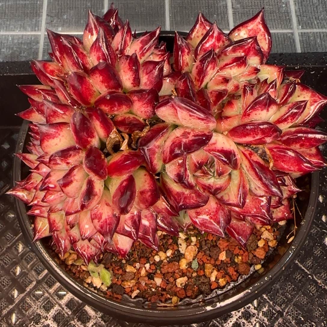 从前慢花园精选多肉红拉糖缀