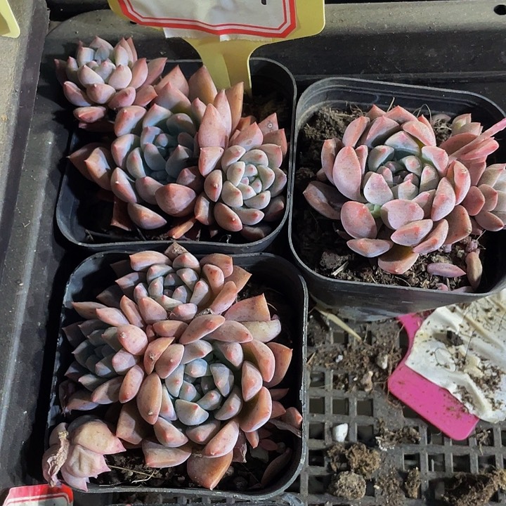 霜花群2.8带盆土