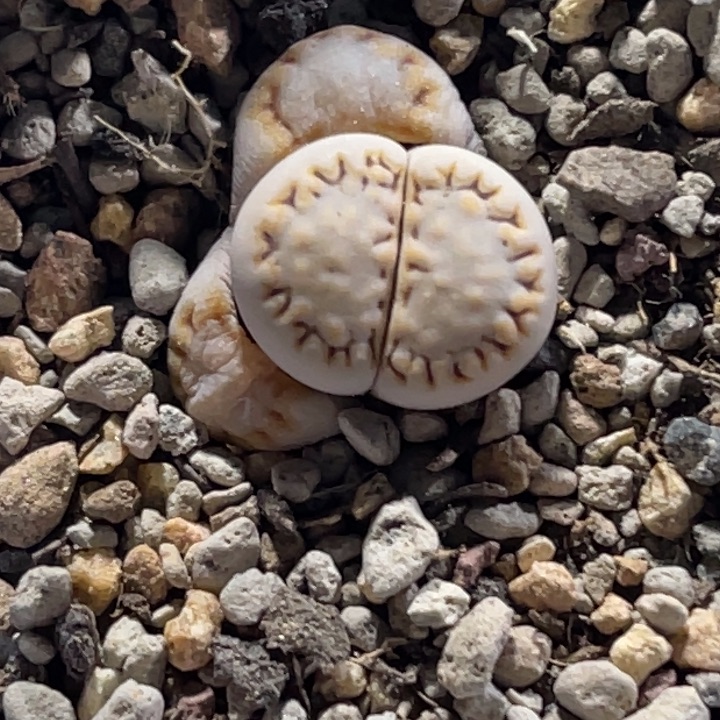 8897饼干糖霜1尺寸1.4